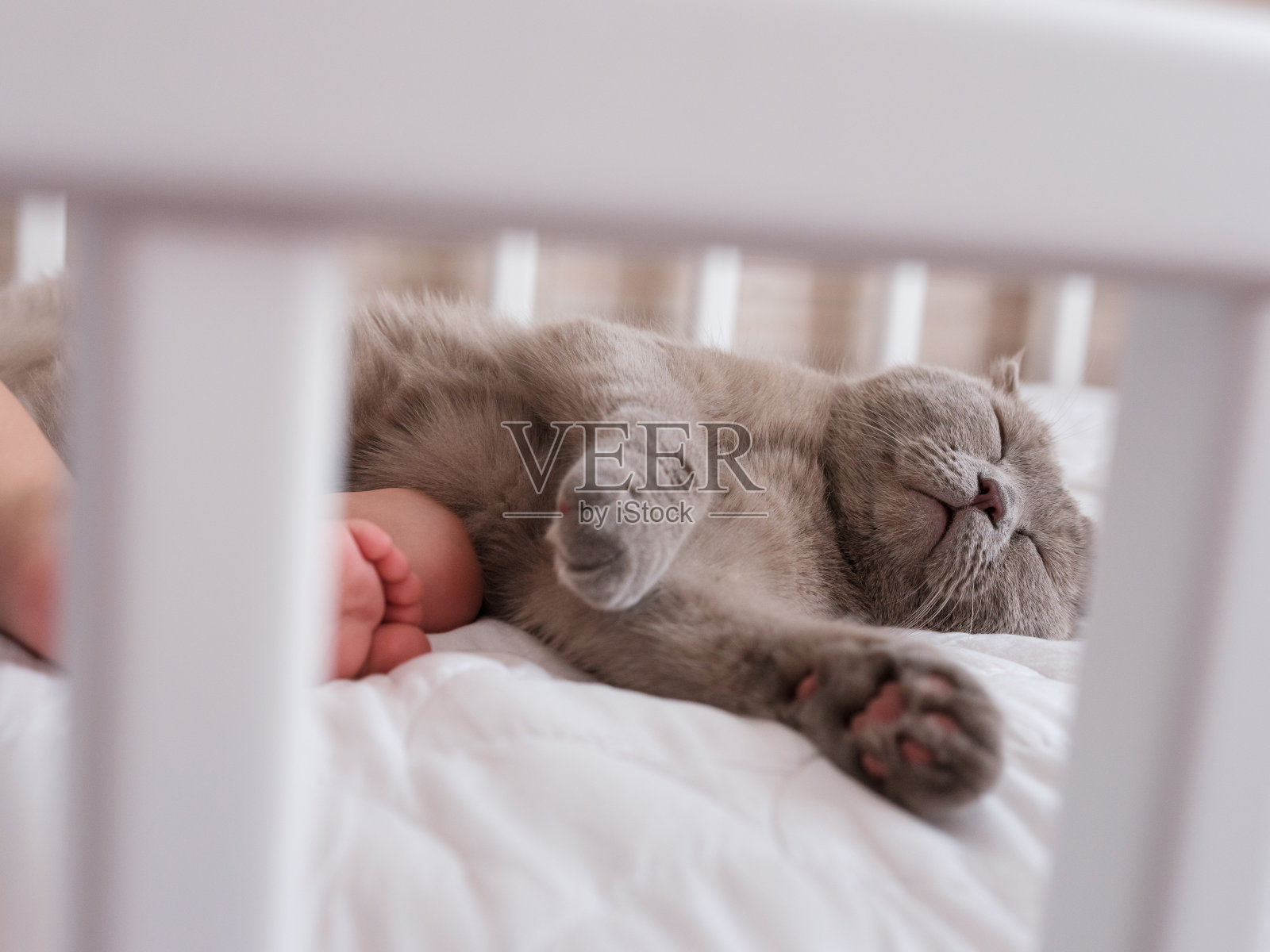 猫和婴儿睡在一起照片摄影图片