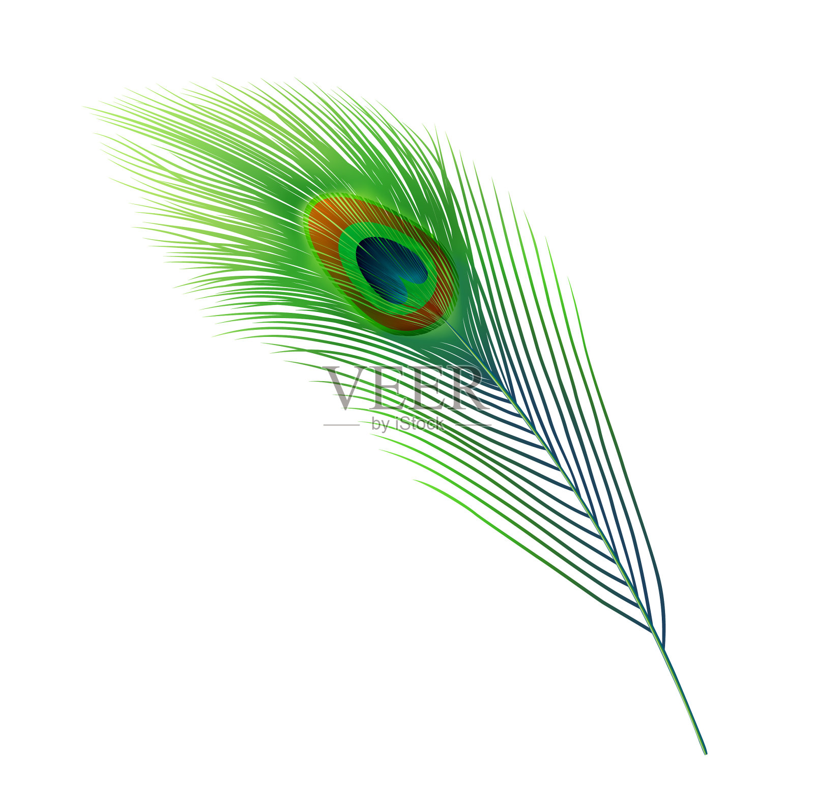 孔雀羽毛绿羽孔雀鸟尾巴设计元素图片