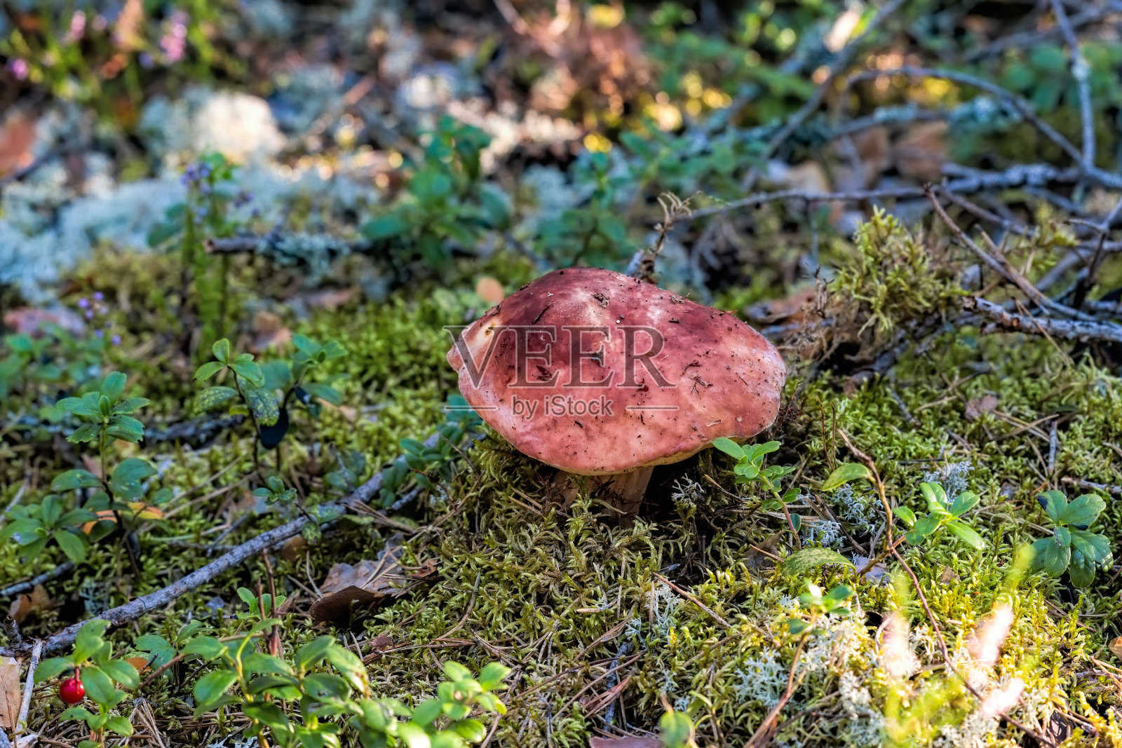 近景食用棕色帽牛肝菌生长在苔藓在针叶林。照片摄影图片