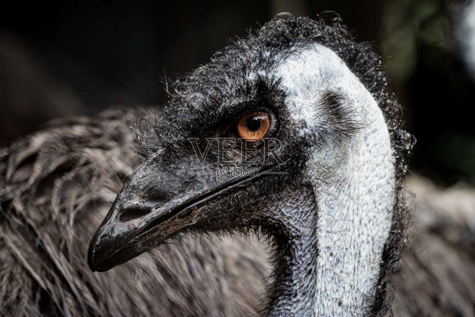 鸸鹋的头部特写，鸸鹋是世界上身高第二大的鸟类，仅次于它的近亲鸵鸟，澳大利亚鸸鹋的肖像照片摄影图片
