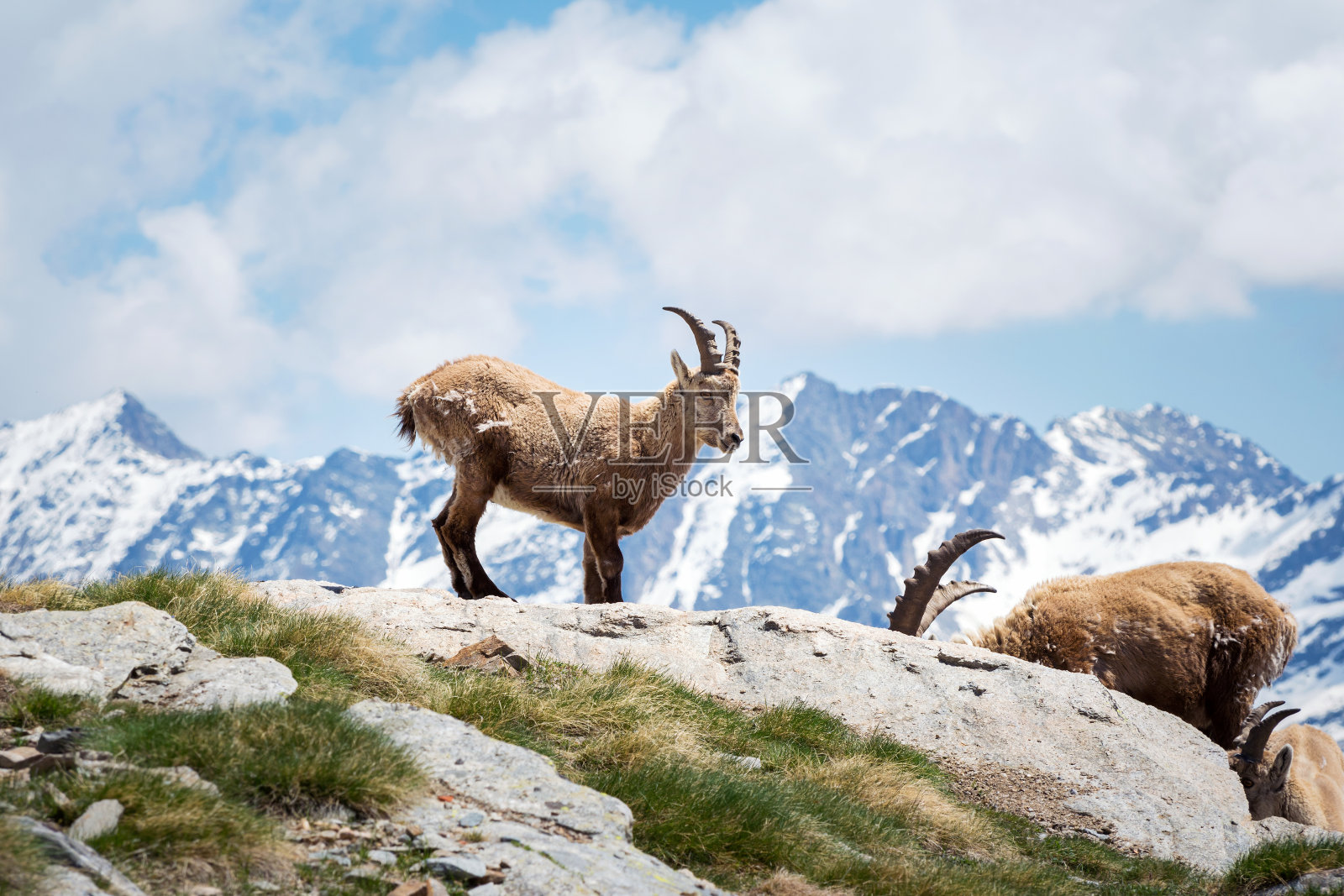 意大利阿尔卑斯山的野生野山羊。大天堂国家公园，意大利照片摄影图片