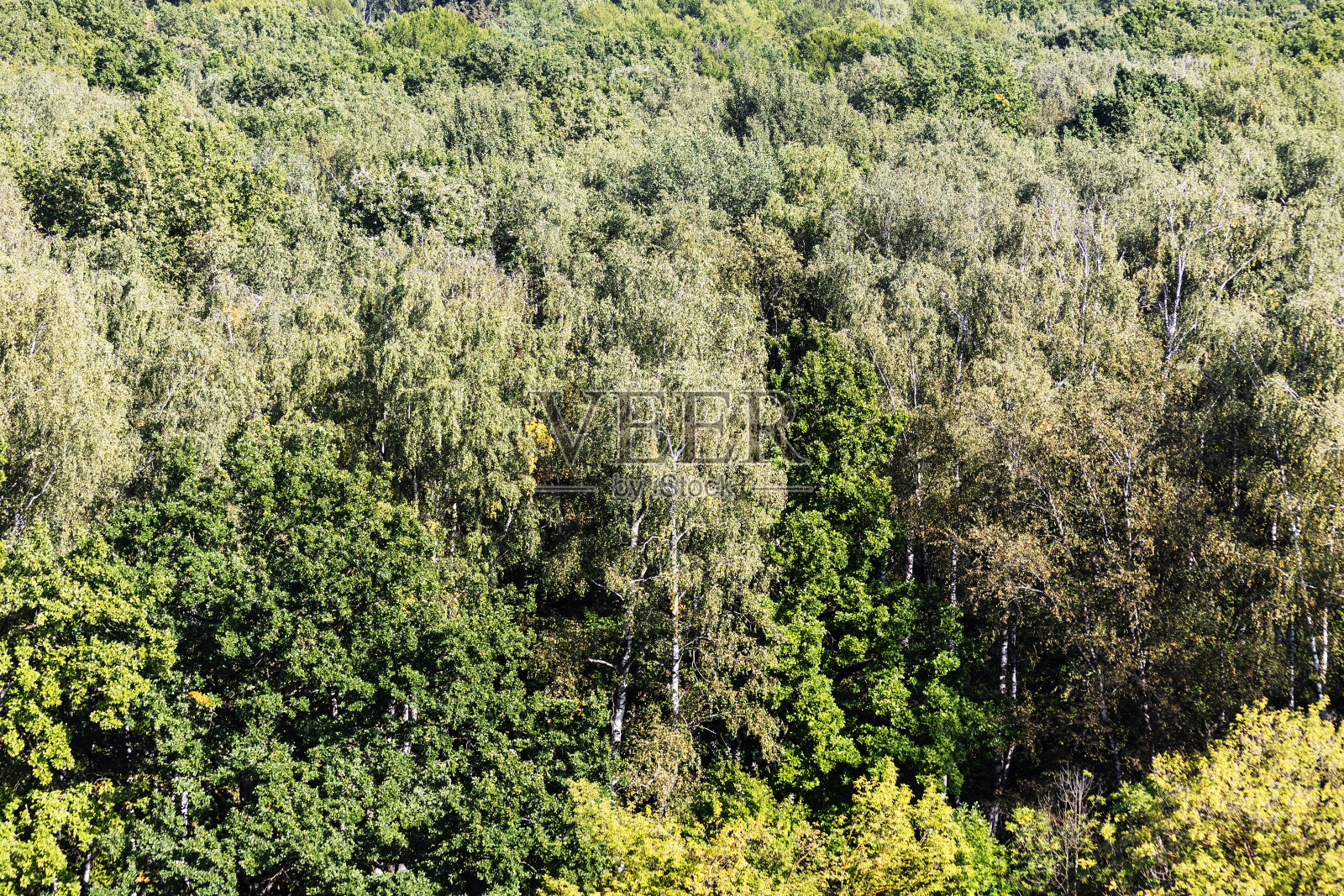 上面看到的绿色茂密的森林在阳光明媚的一天照片摄影图片