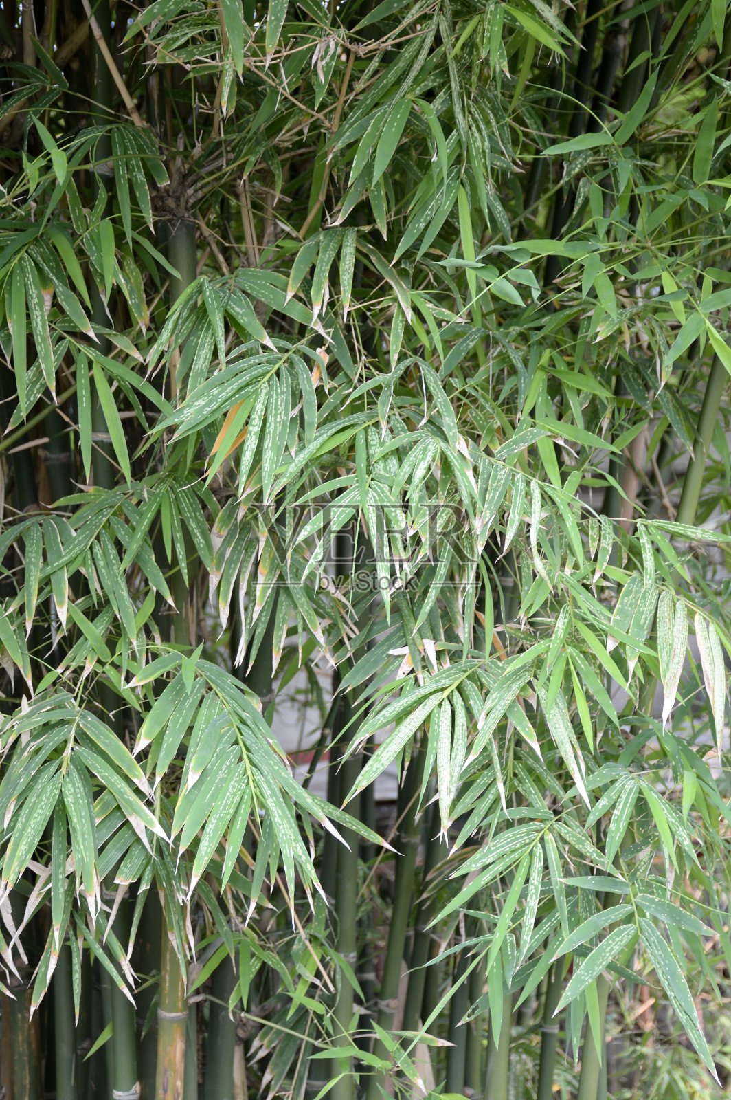 清新的竹叶在大自然的花园里照片摄影图片