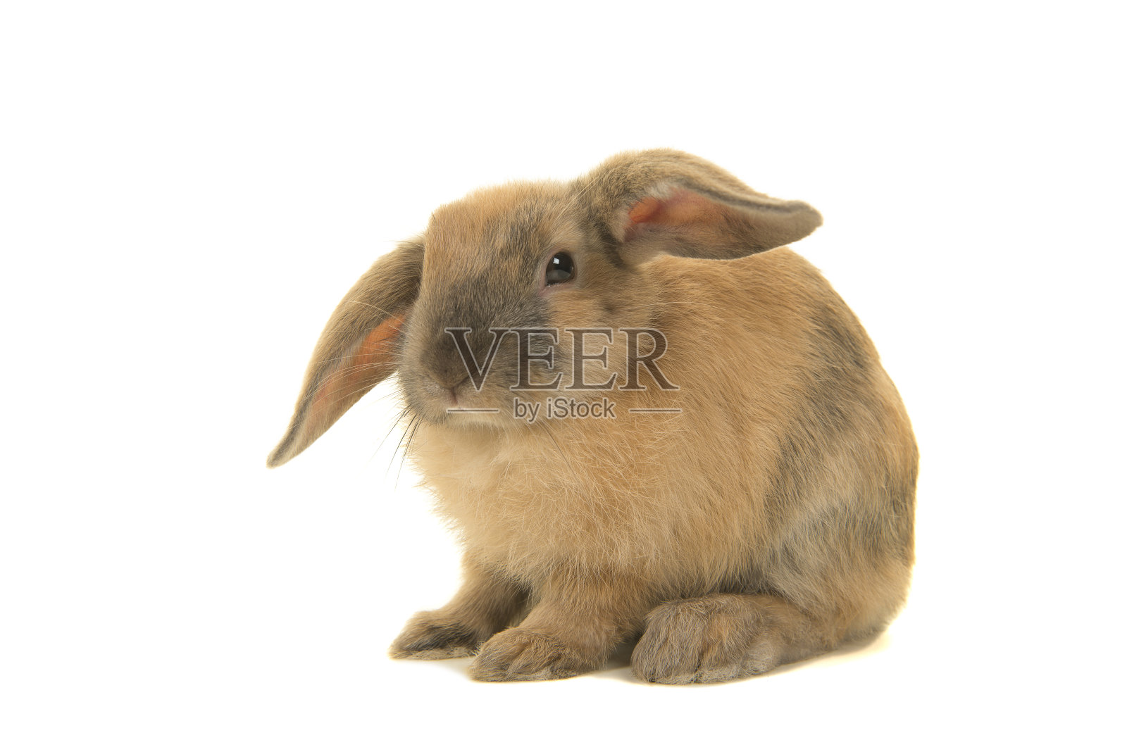 坐着的棕色兔子从侧面看孤立在一个白色的背景照片摄影图片