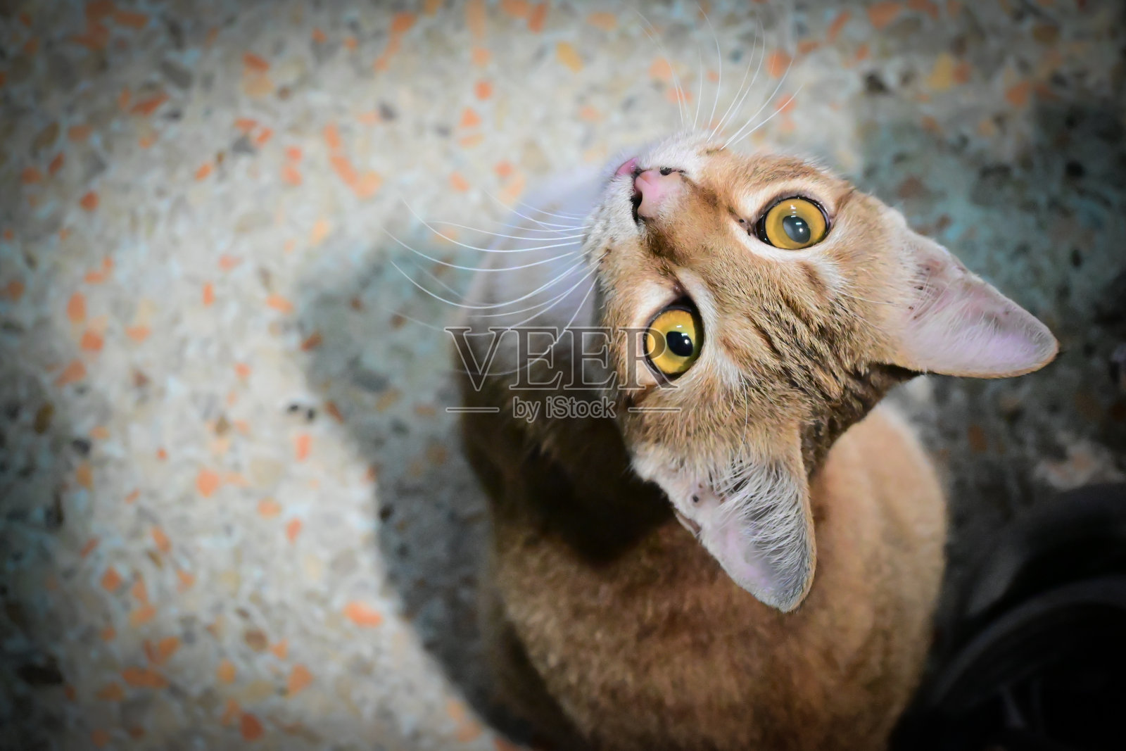 橙色和棕色流浪猫-泰国苏格兰猫照片摄影图片