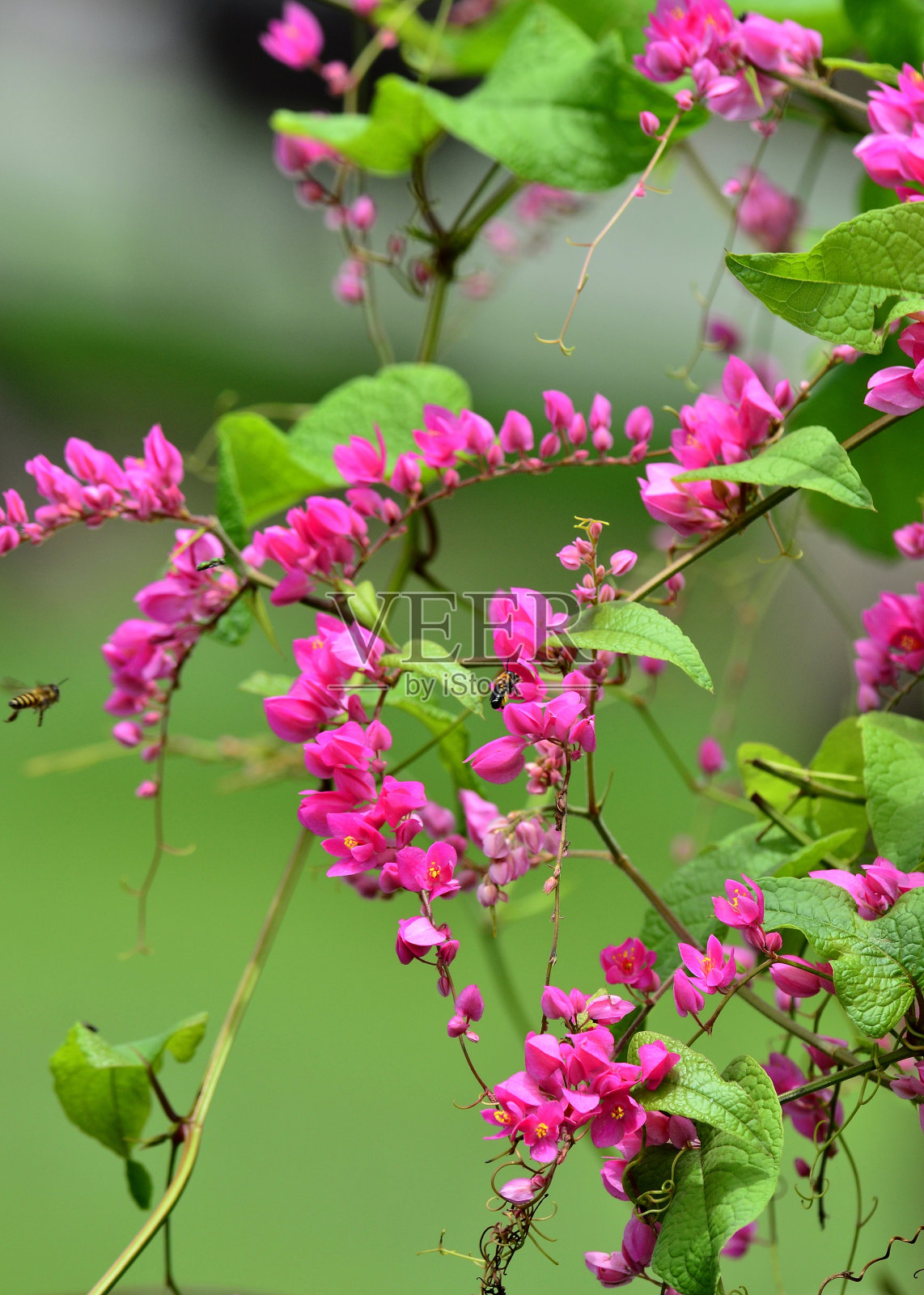 美丽的粉红珊瑚藤，墨西哥攀缘植物或爱的链花与飞行的蜜蜂周围照片摄影图片