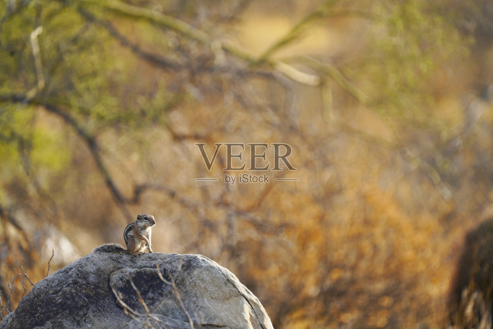 哈里斯的羚羊松鼠蹲在一块岩石上照片摄影图片