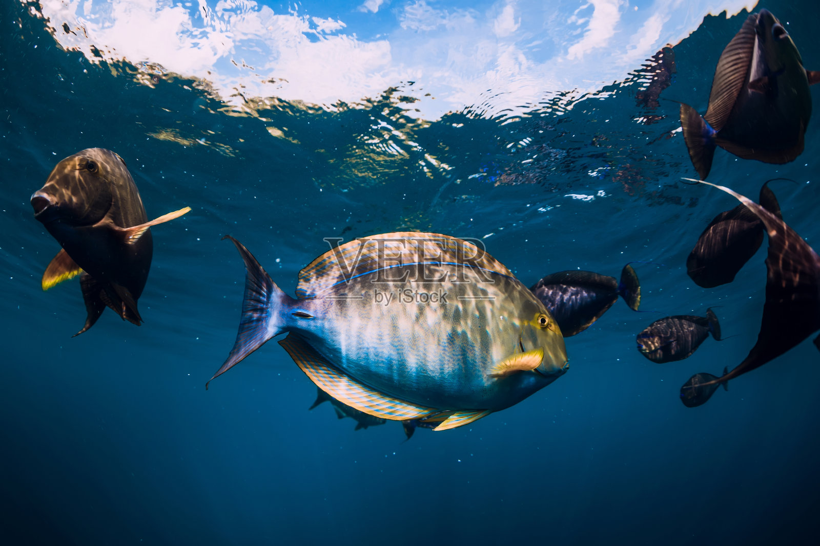 蓝色海洋中的热带鱼。水下海洋世界与鱼。照片摄影图片
