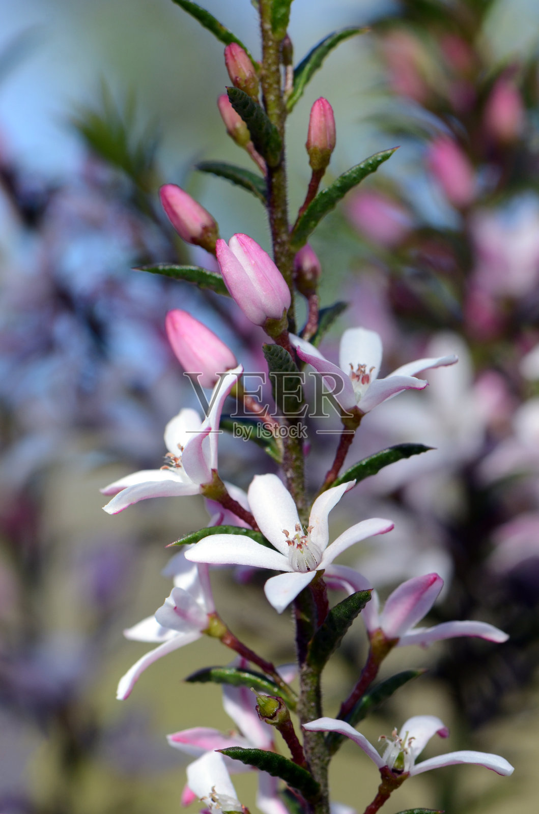 白色和粉红色的花，澳大利亚本土的黄杨花，黄杨花照片摄影图片