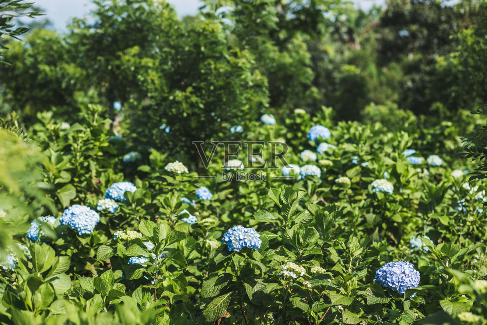 在花园里种着蓝色的绣球花。绿色植物的背景。种植和园艺。照片摄影图片