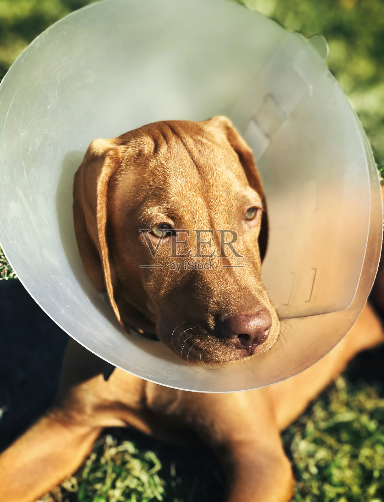 匈牙利维兹拉犬，有锥形项圈。照片摄影图片