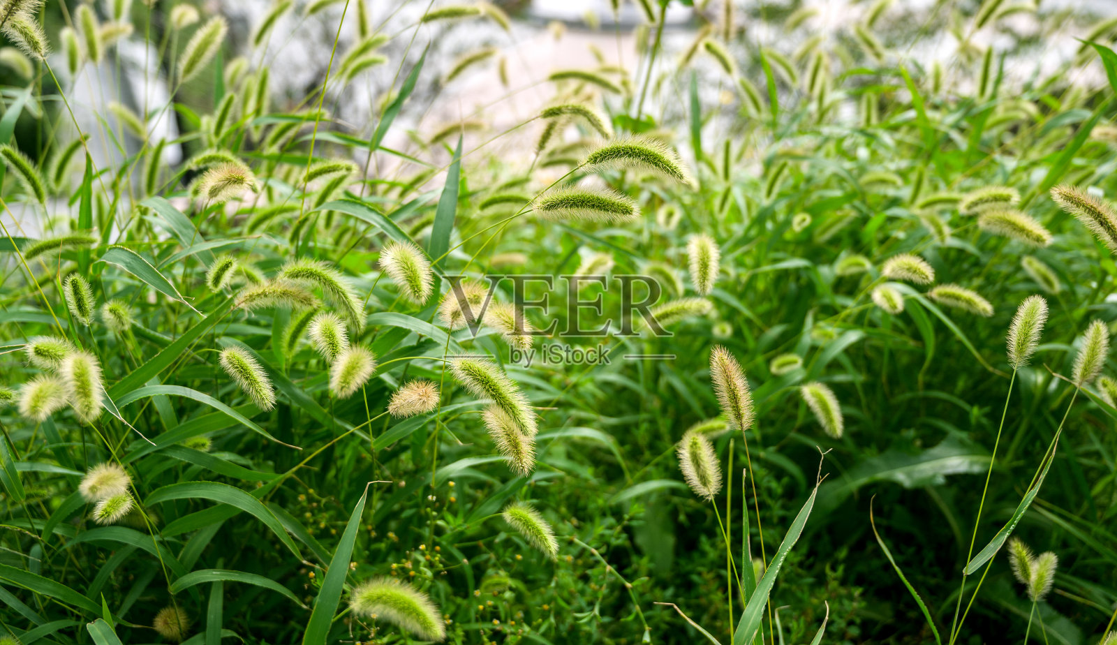 清新的绿草为背景。照片摄影图片