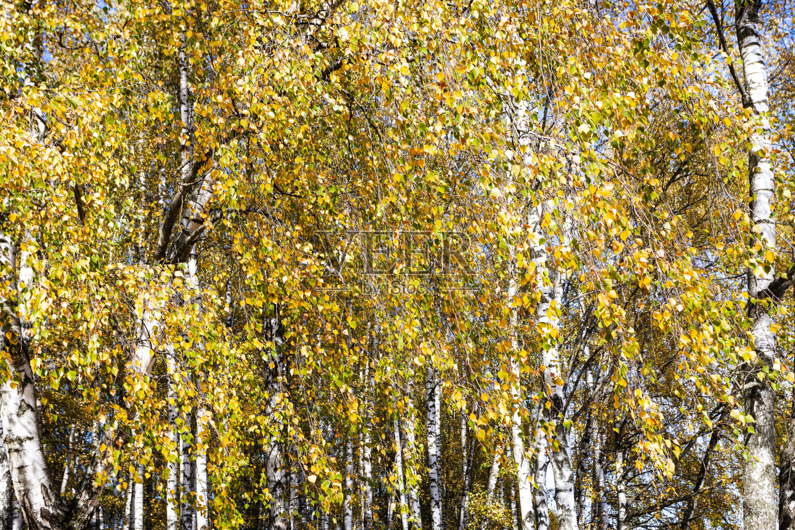 秋天，公园里白桦林的黄叶照片摄影图片