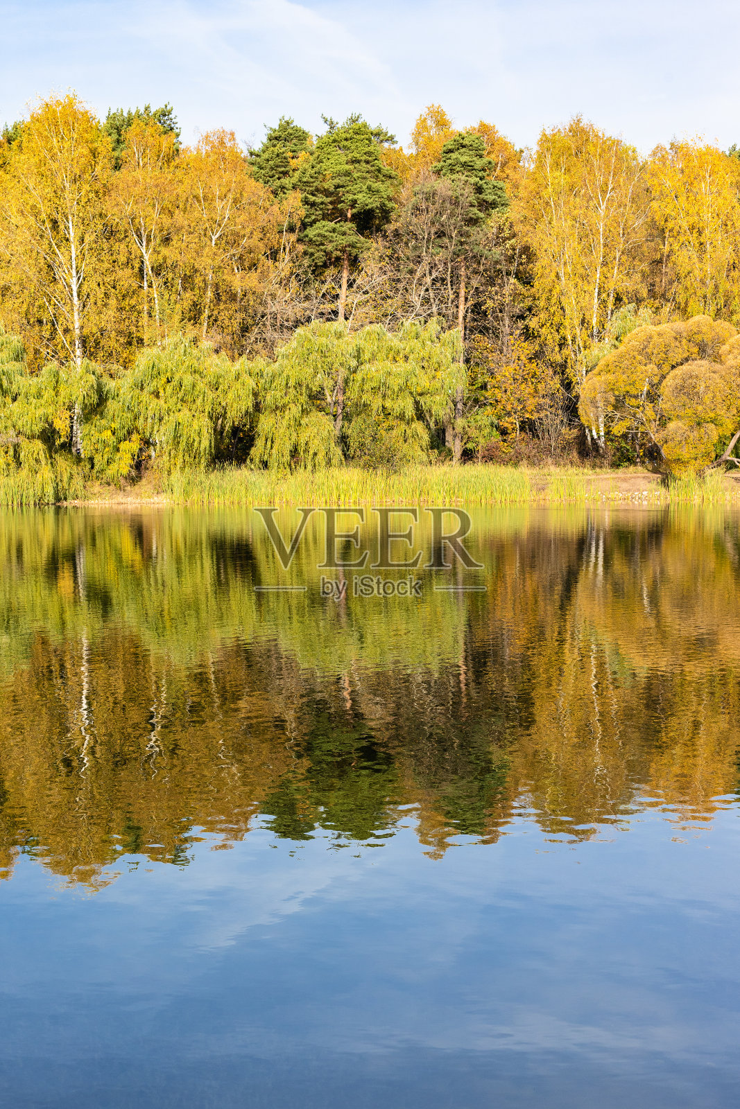 秋天，公园池塘岸边的五颜六色的树照片摄影图片