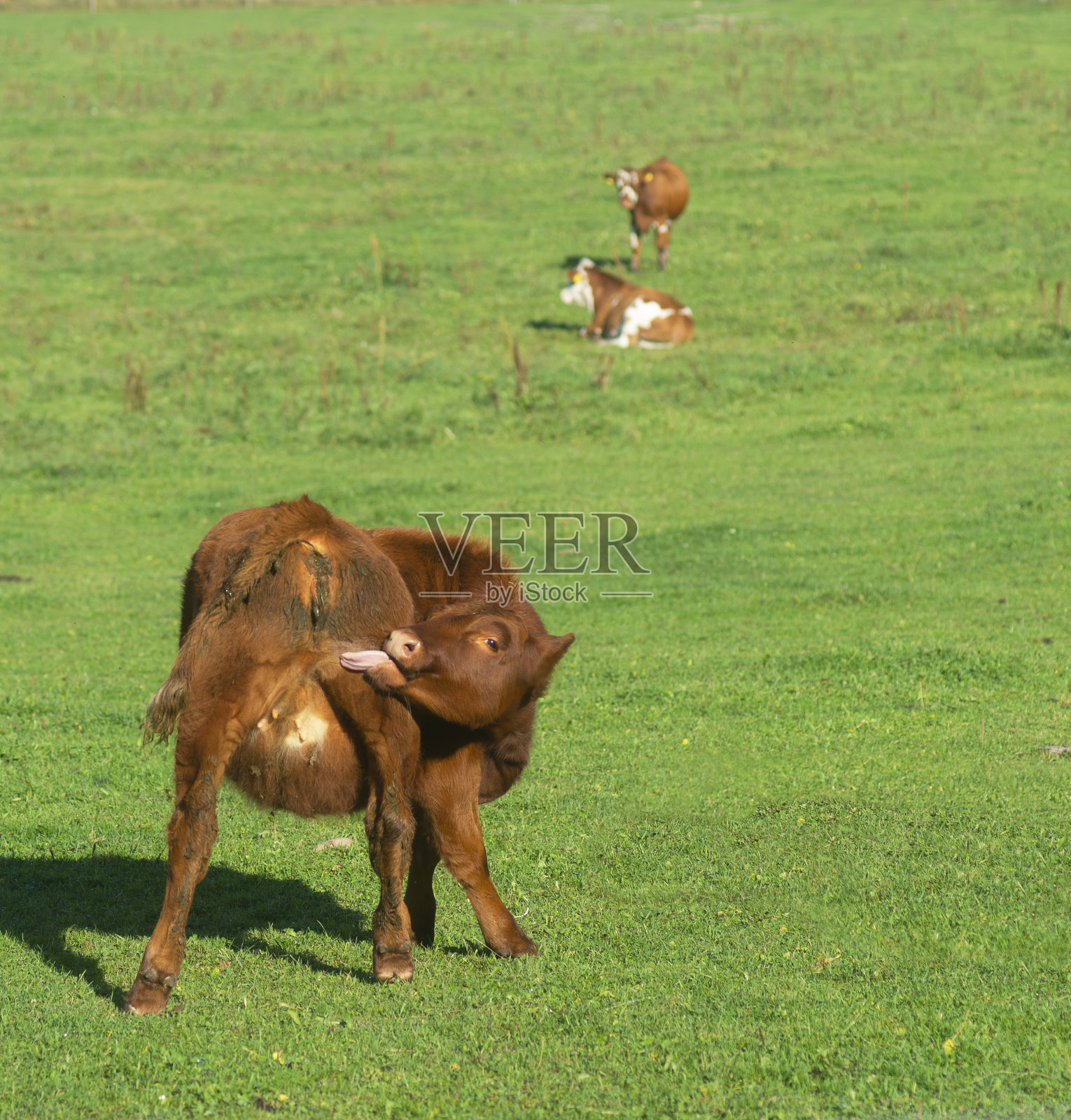 小母牛在阳光灿烂的田野里舔自己的屁股照片摄影图片