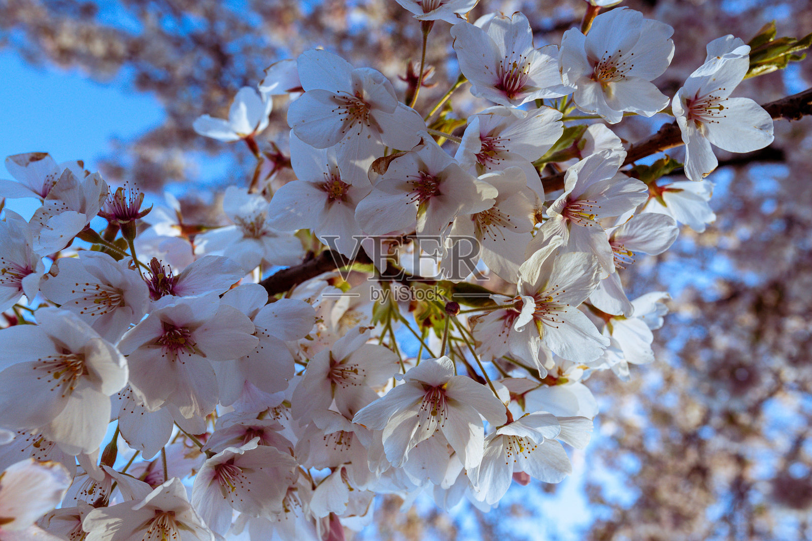 许多樱花照片摄影图片