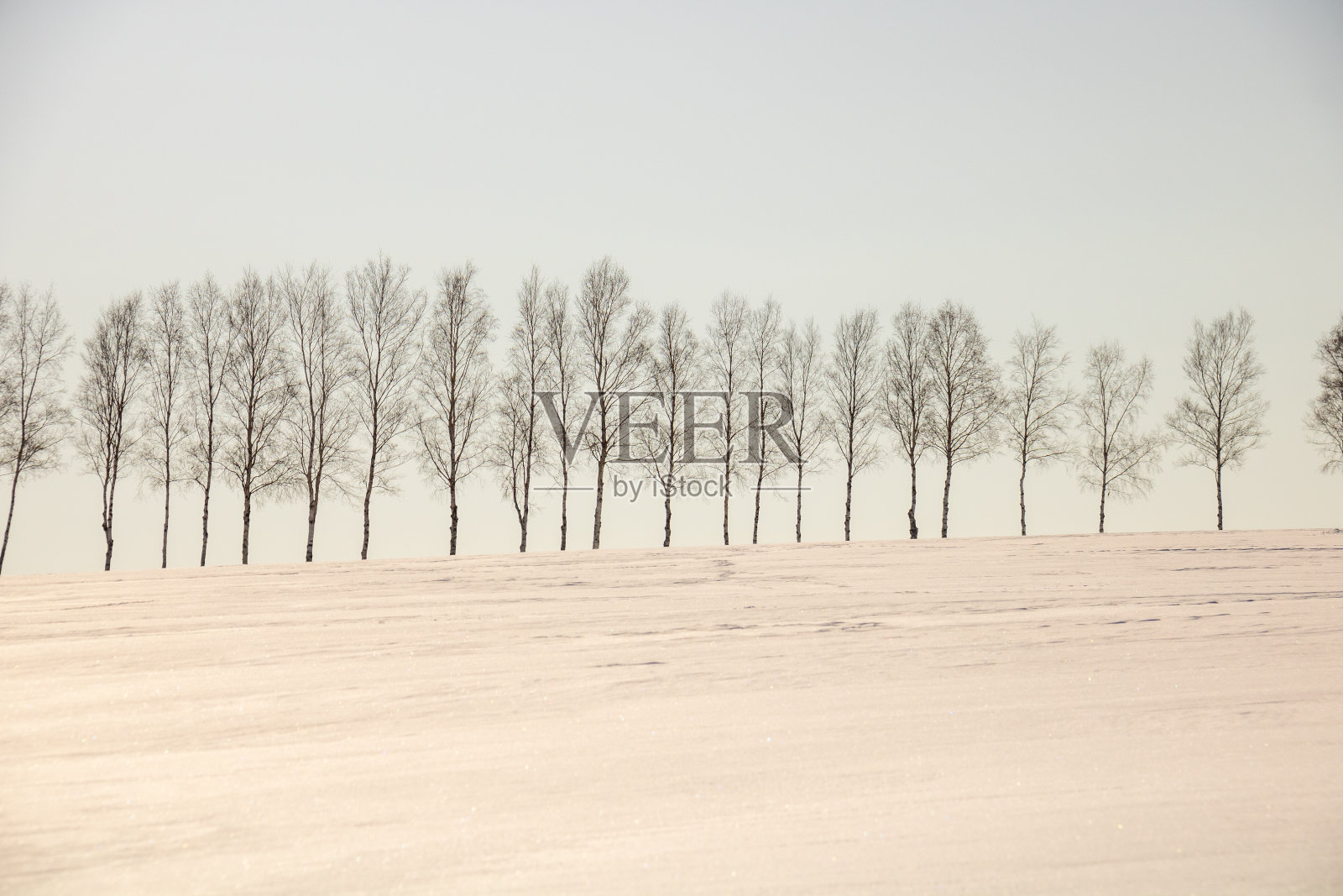 雪地和白桦树照片摄影图片