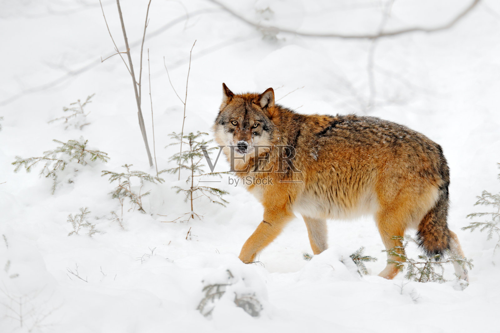 欧洲雪山中的狼。大自然的冬季野生动物景象。灰狼，犬狼疮，背景是石头。自然寒雪季节，德国野生动物。照片摄影图片