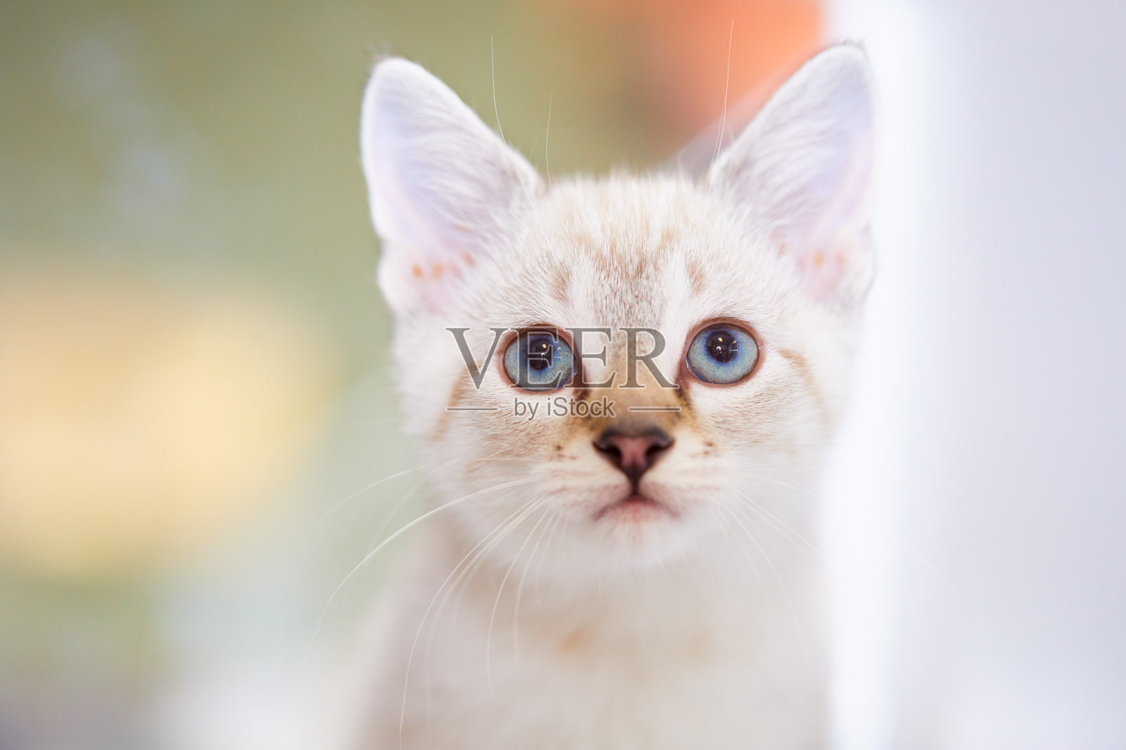 一个可爱的小白猫的特写肖像与蓝色眼睛直视相机孤立的抽象背景照片摄影图片