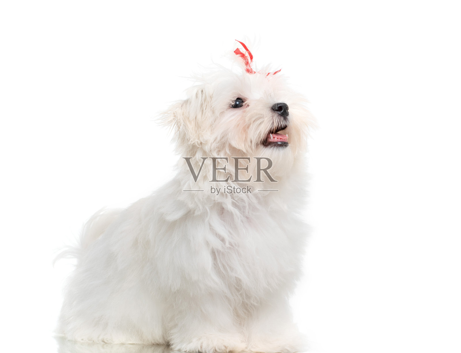 白色马耳他品种狗工作室肖像在白色的背景照片摄影图片