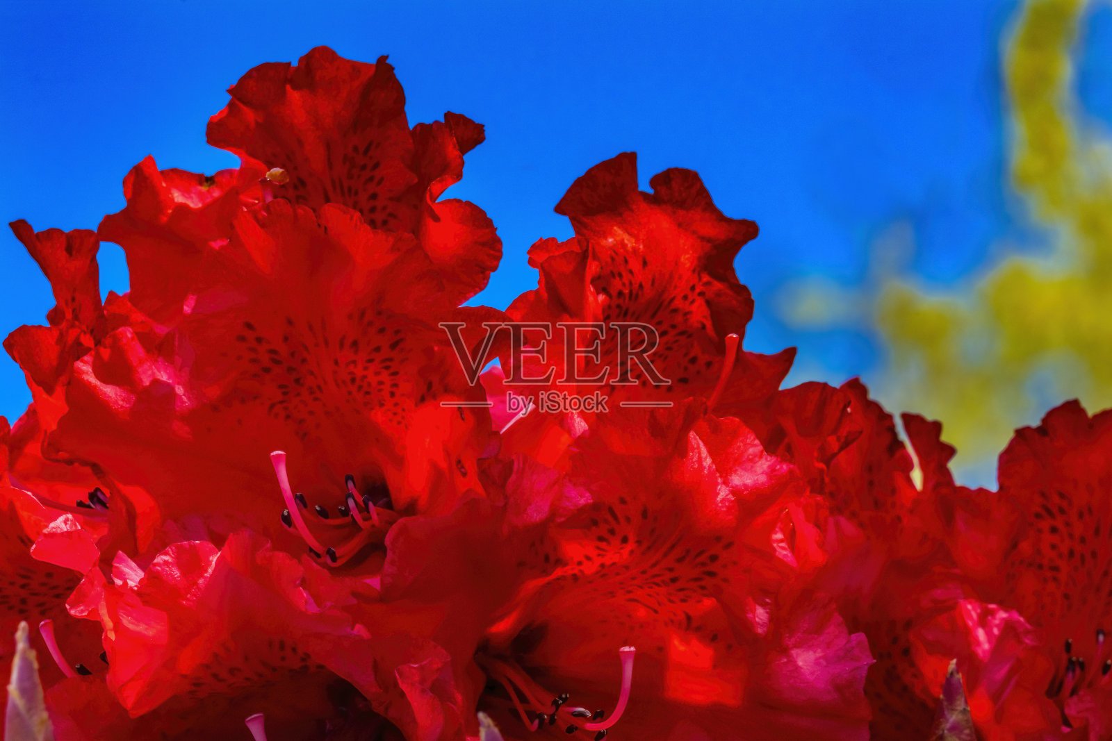 红色杜鹃花盛开的宏照片摄影图片