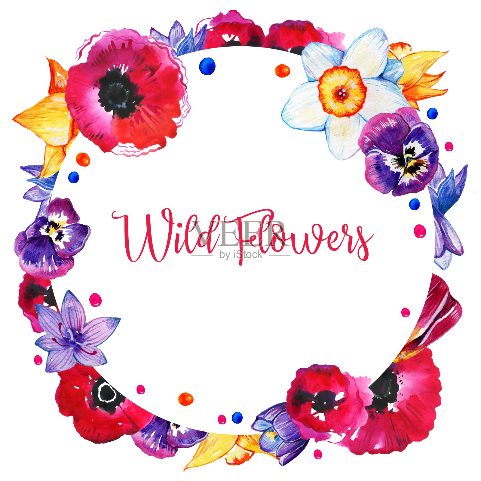 圆形框架与水彩花。手绘草图的罂粟，水仙花，三色堇在白色的背景插画图片素材