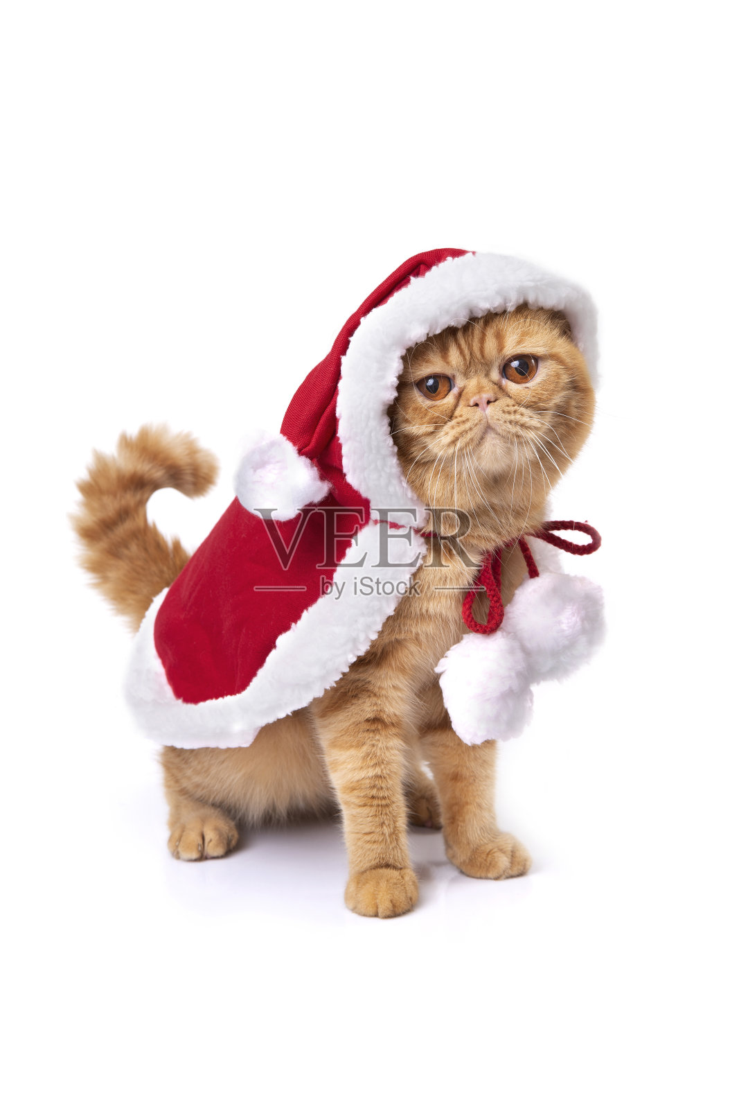 小苏格兰折叠猫穿着红色圣诞老人大衣在白色的背景。照片摄影图片