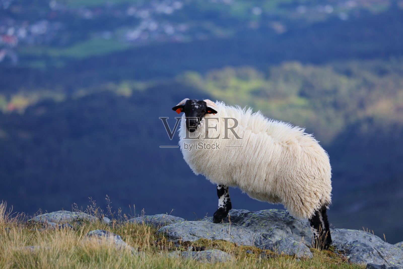 黑脸羊品种在挪威照片摄影图片