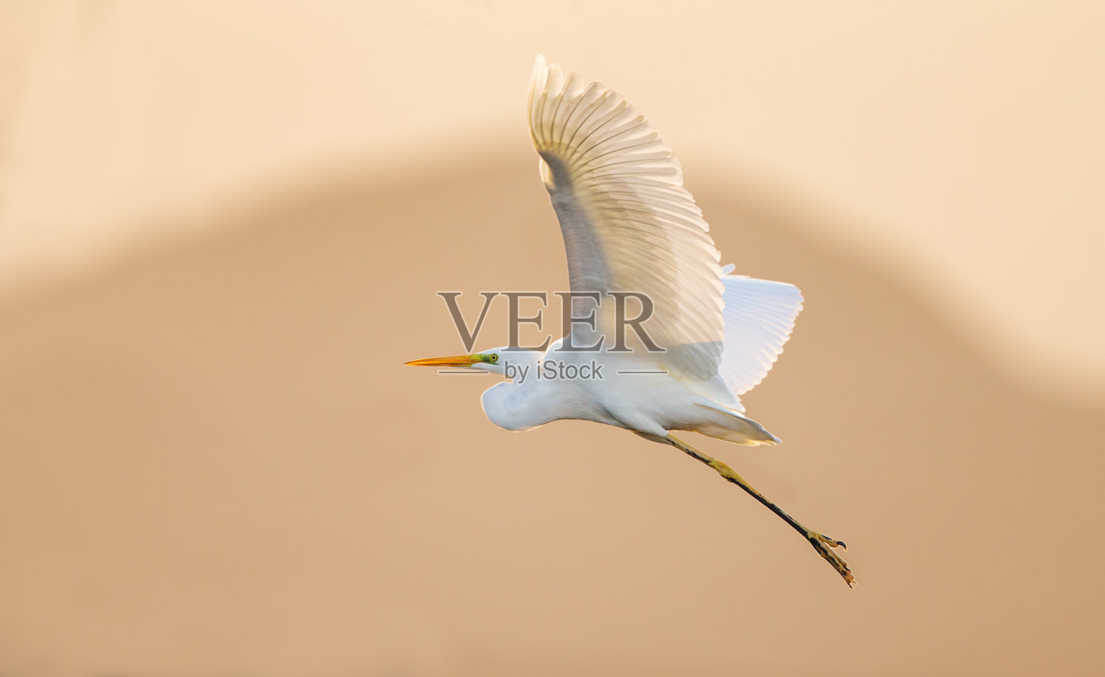 大自然中飞翔的大白鹭。照片摄影图片