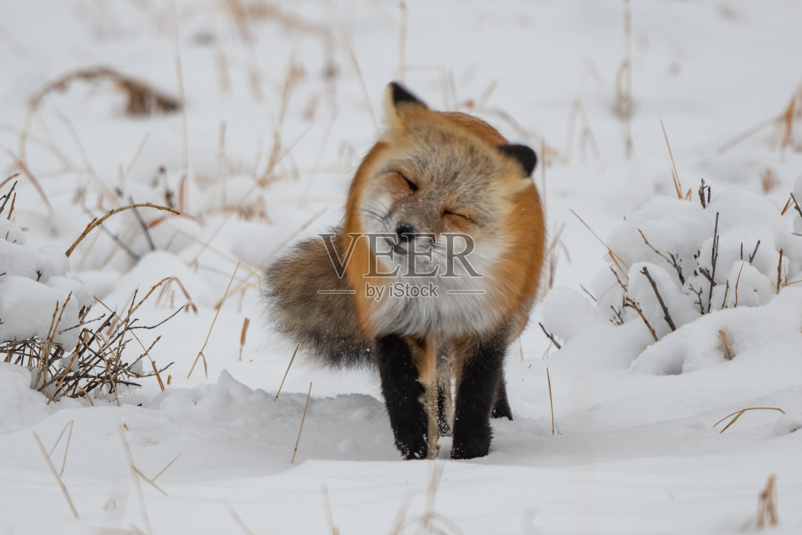 红狐吃雪下的啮齿动物照片摄影图片