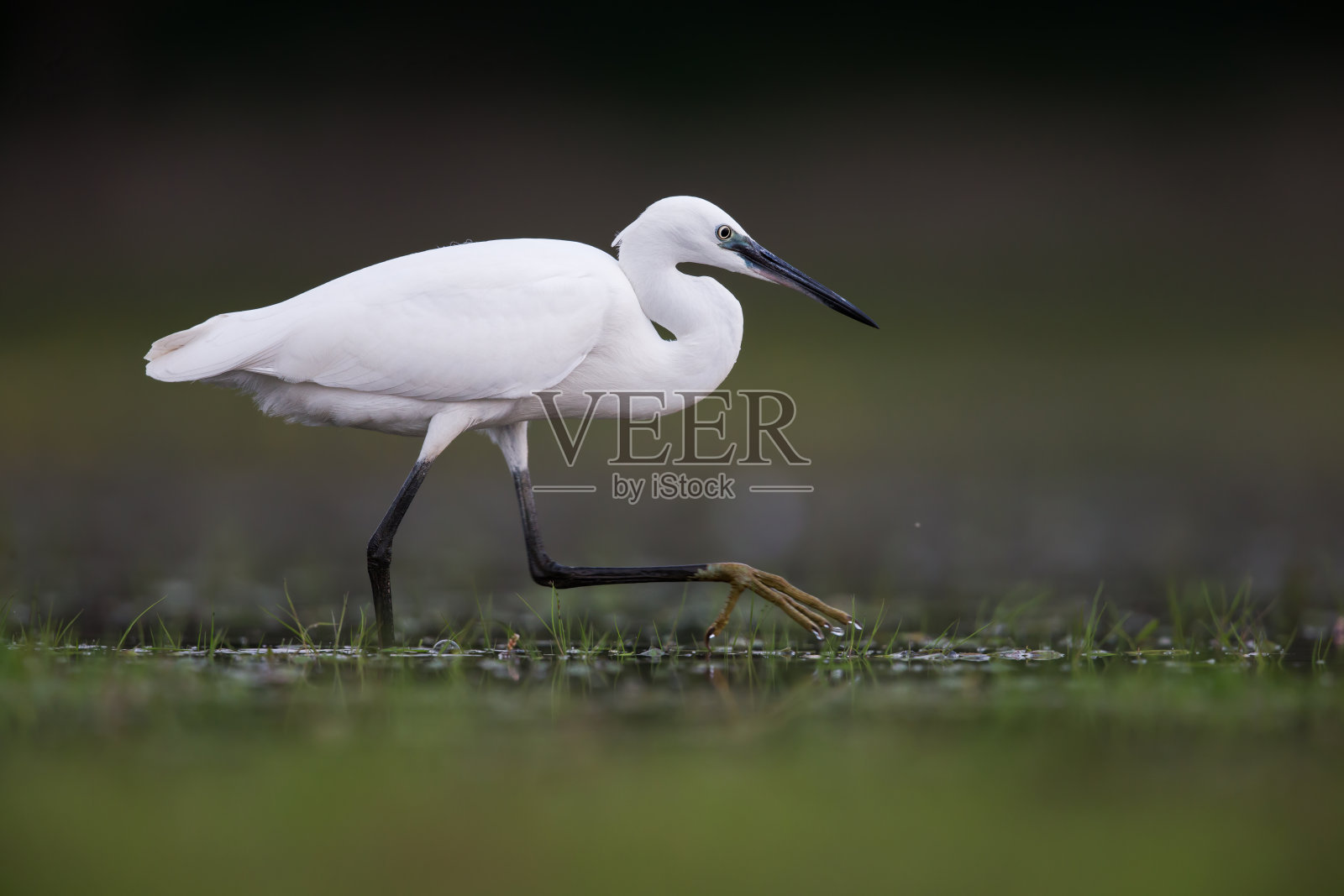 白色小白鹭走过沼泽。照片摄影图片