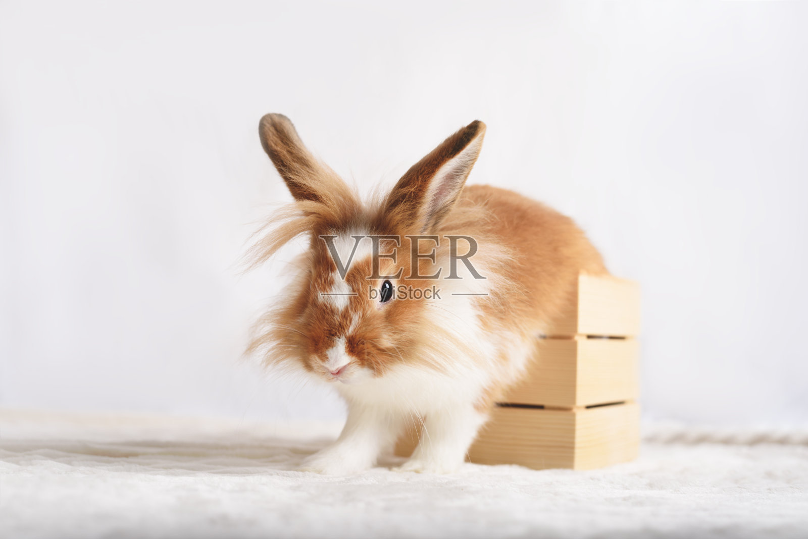 可爱的红色兔子在白色的背景照片摄影图片