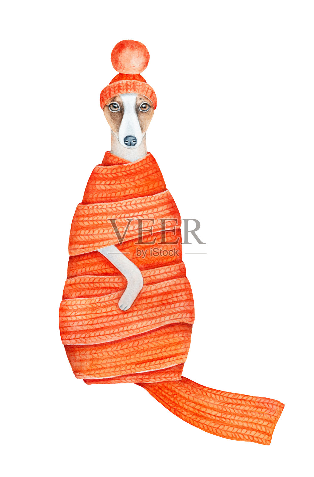 水彩画的可爱的惠比特小狗戴着小针织帽绒球和大舒适的围巾。手绘水彩图形插图，剪纸剪辑艺术元素的设计，海报，打印。插画图片素材