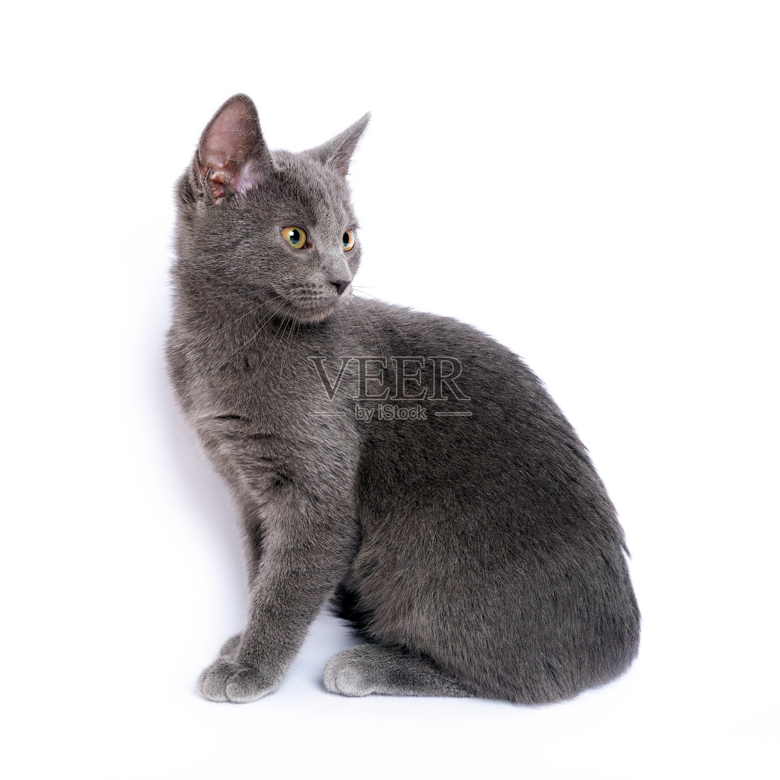 灰色小猫孤立在白色背景照片摄影图片