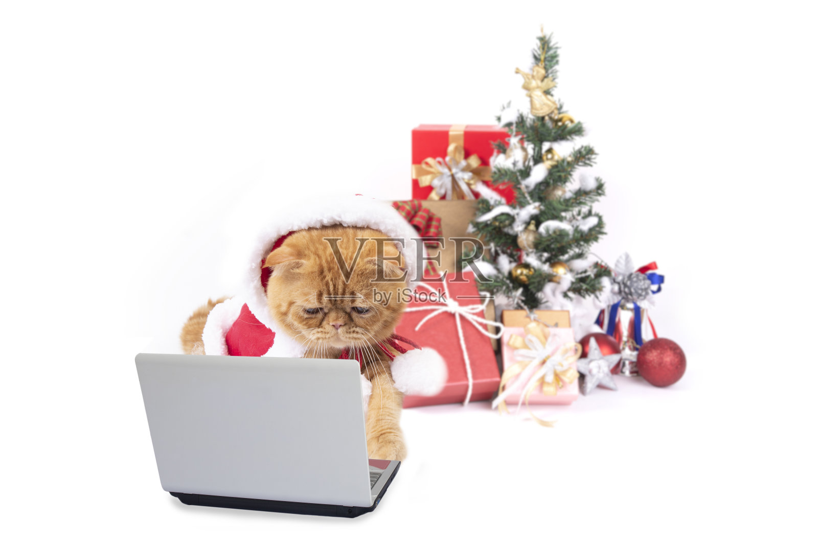 穿着圣诞老人服装的小猫在白色背景上用笔记本电脑搜寻圣诞礼物。照片摄影图片