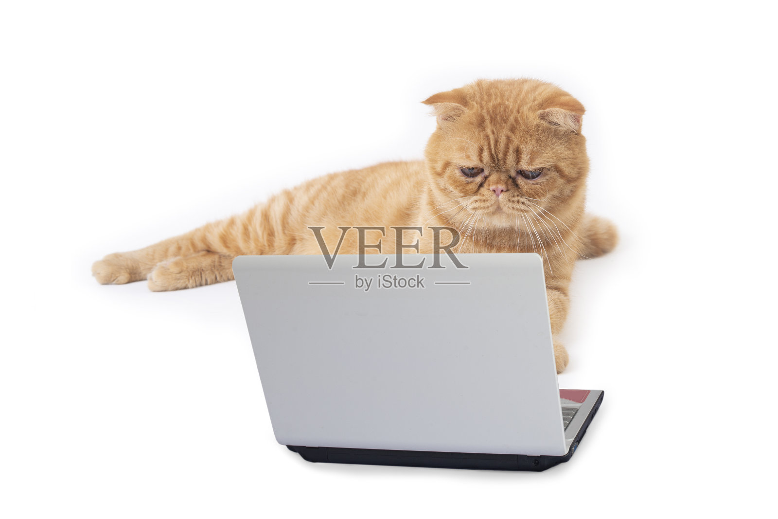 小苏格兰折猫躺在地板上享受着手提电脑。照片摄影图片