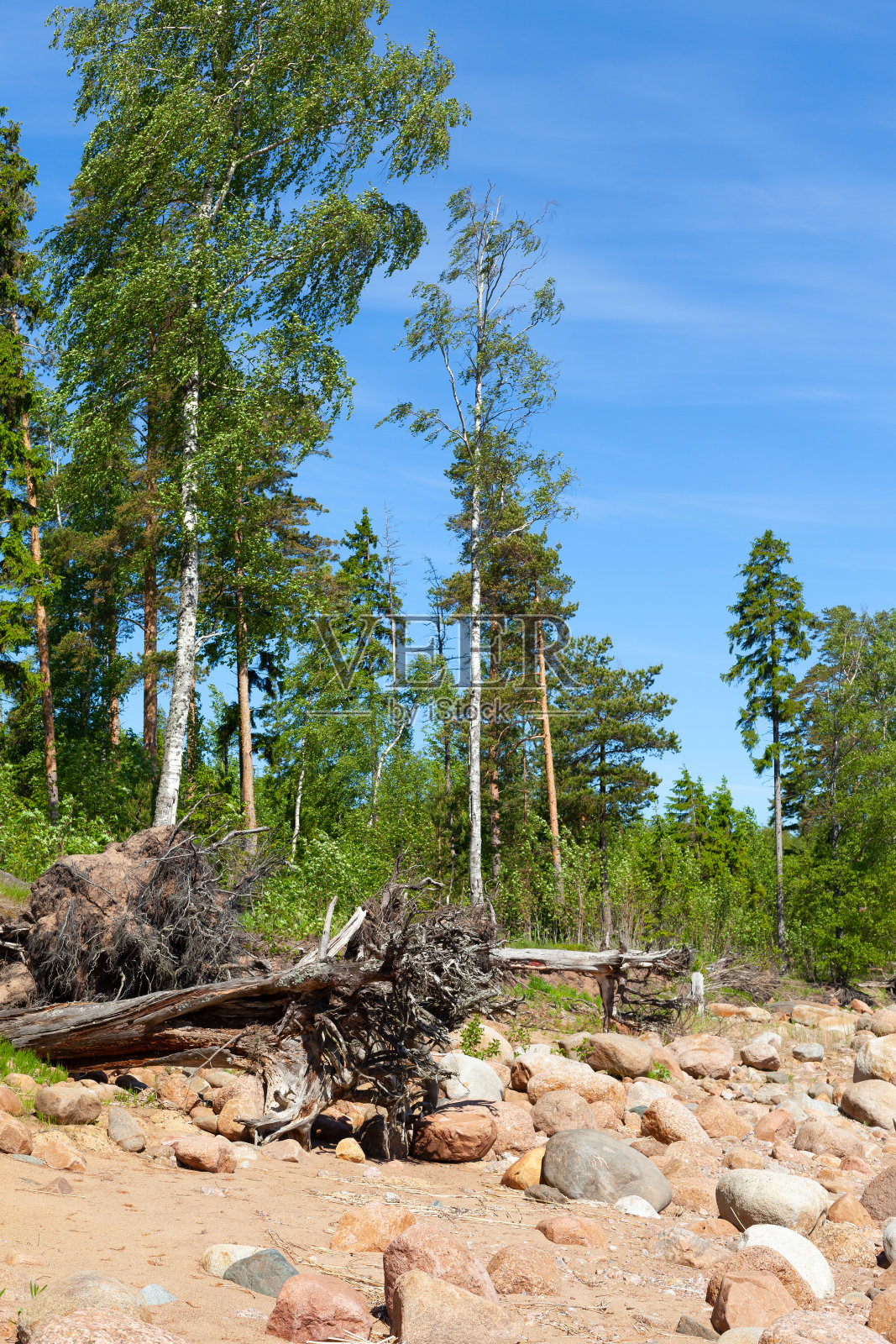 夏日波罗的海沿岸。垂直景观照片照片摄影图片
