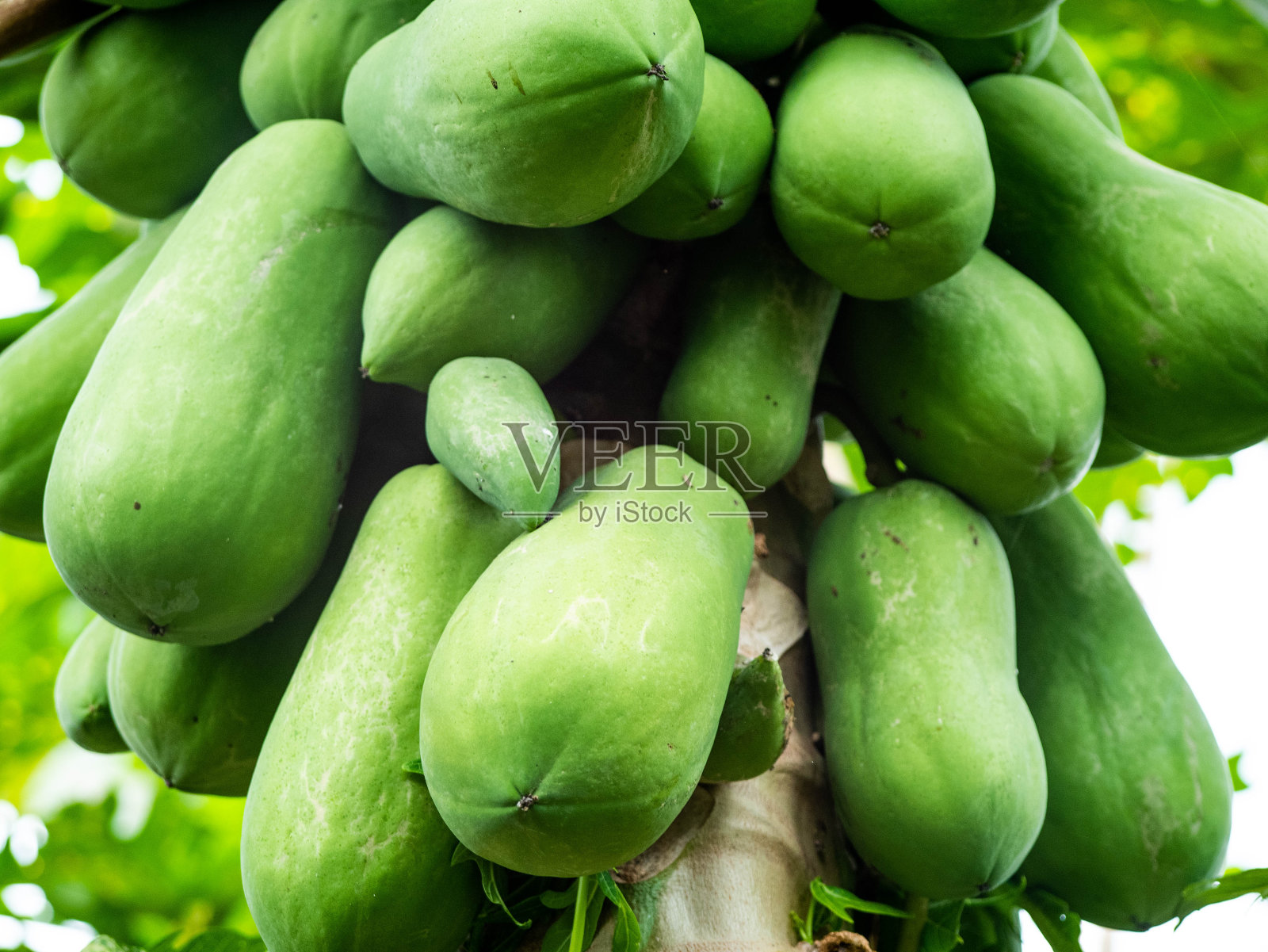 木瓜树上有一组荷兰生木瓜果实。有机农业的概念。照片摄影图片