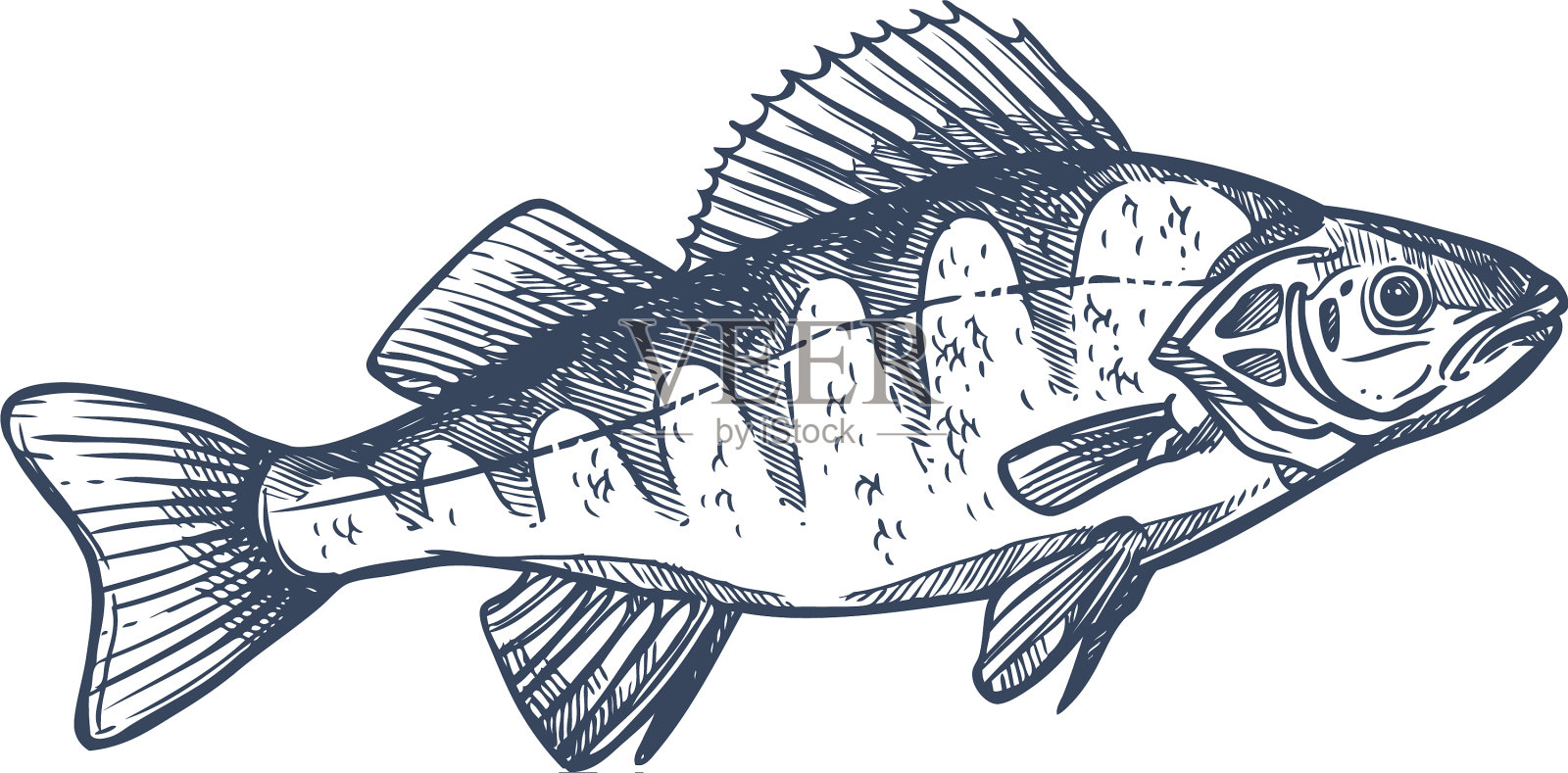 分离的欧洲巴尔卡什鲈鱼设计元素图片