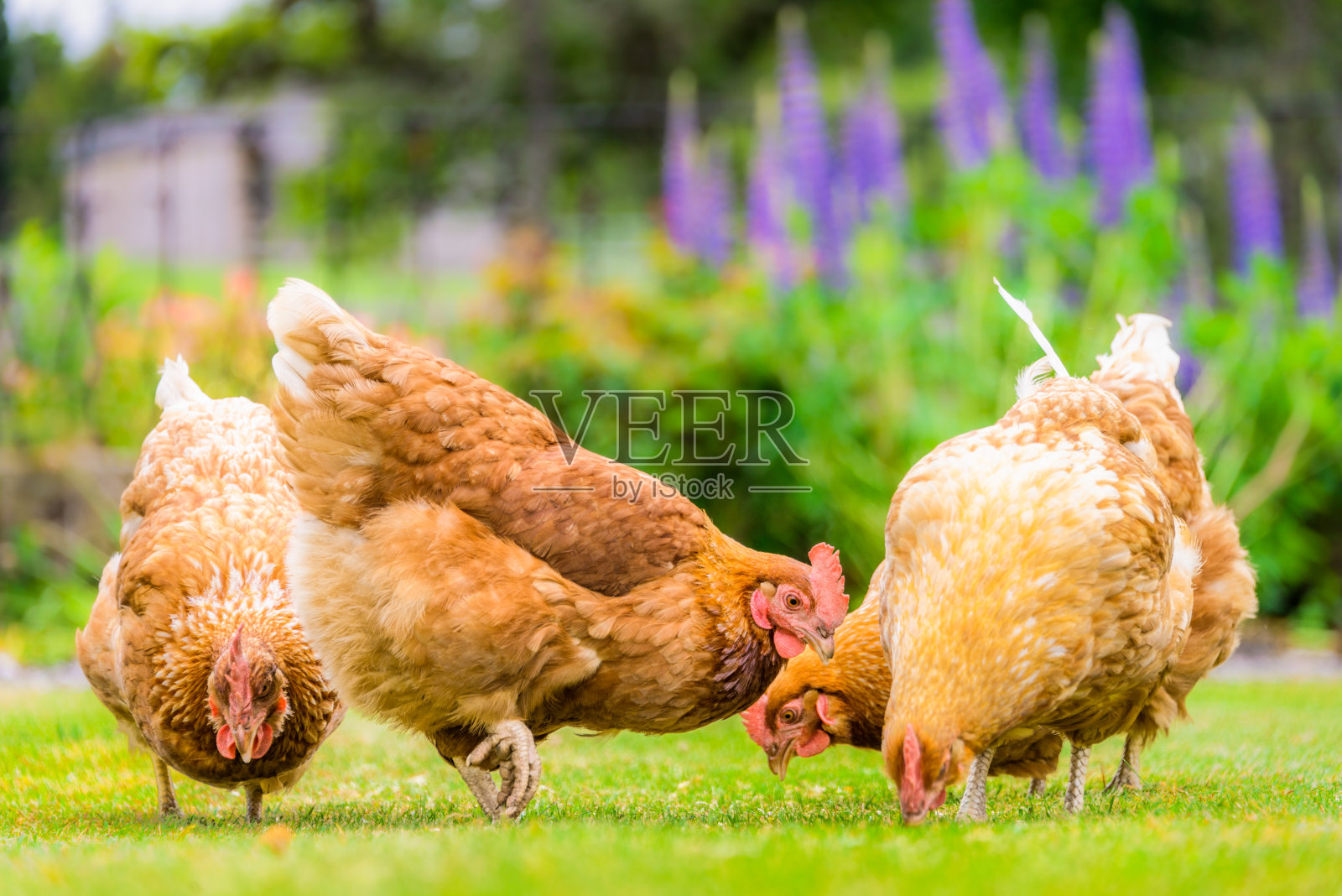 在家里养鸡，在草坪上喂食照片摄影图片