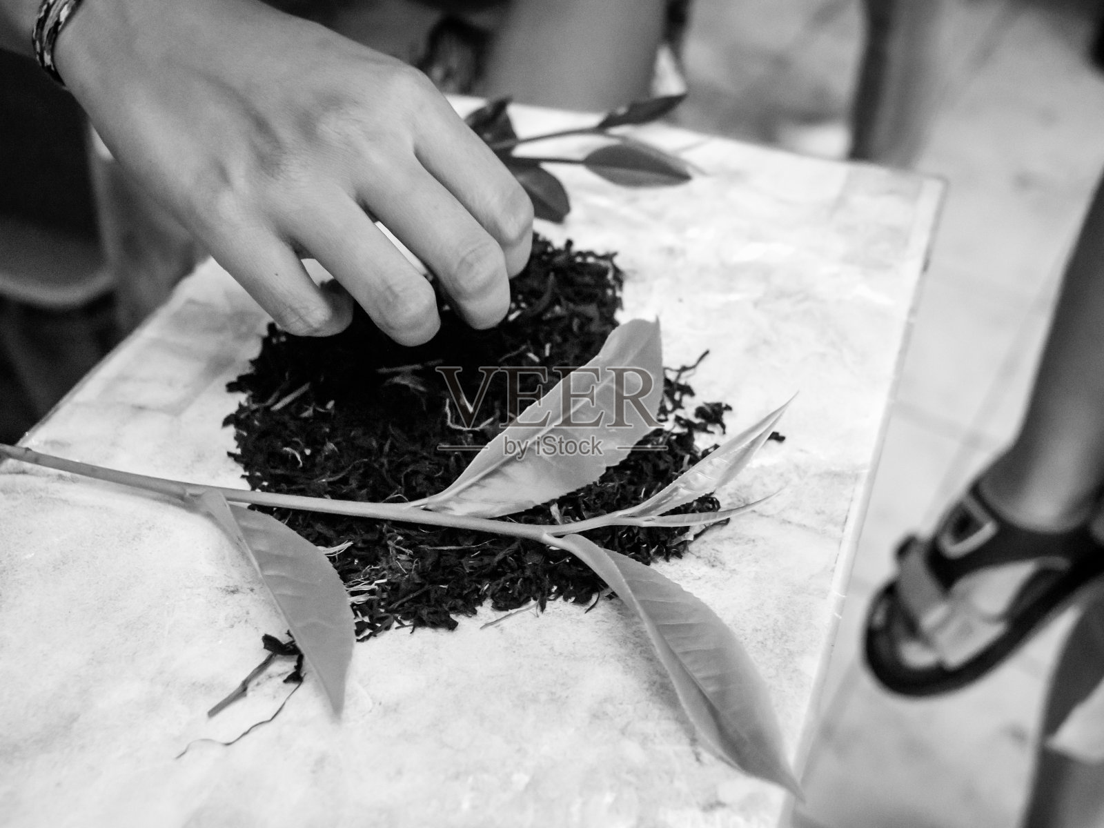 特写黑白图像的手采摘干茶和新鲜茶叶照片摄影图片