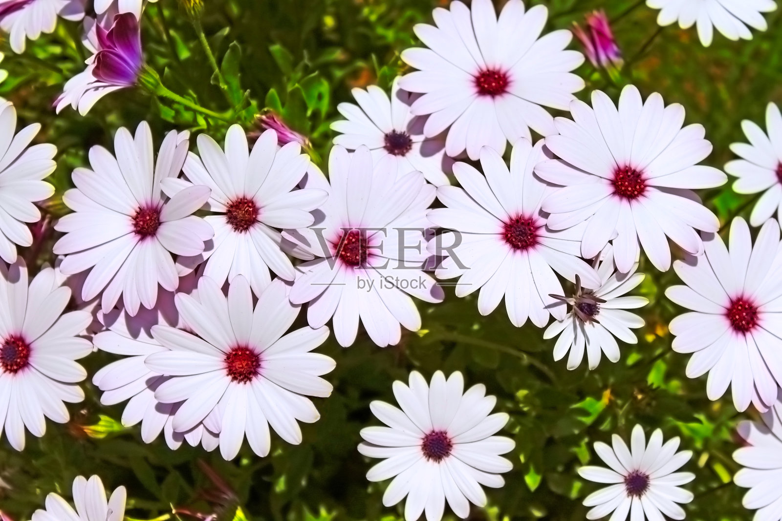 花园里漂亮的白花照片摄影图片
