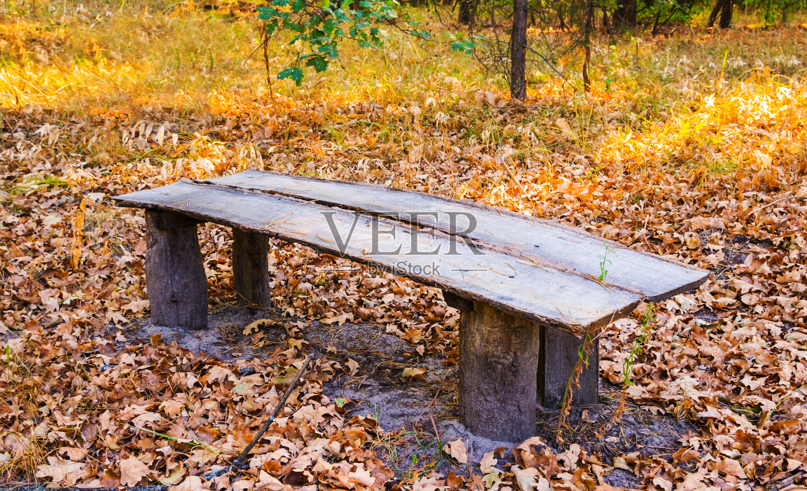 小木凳在一片枯叶丛中，户外森林景色照片摄影图片