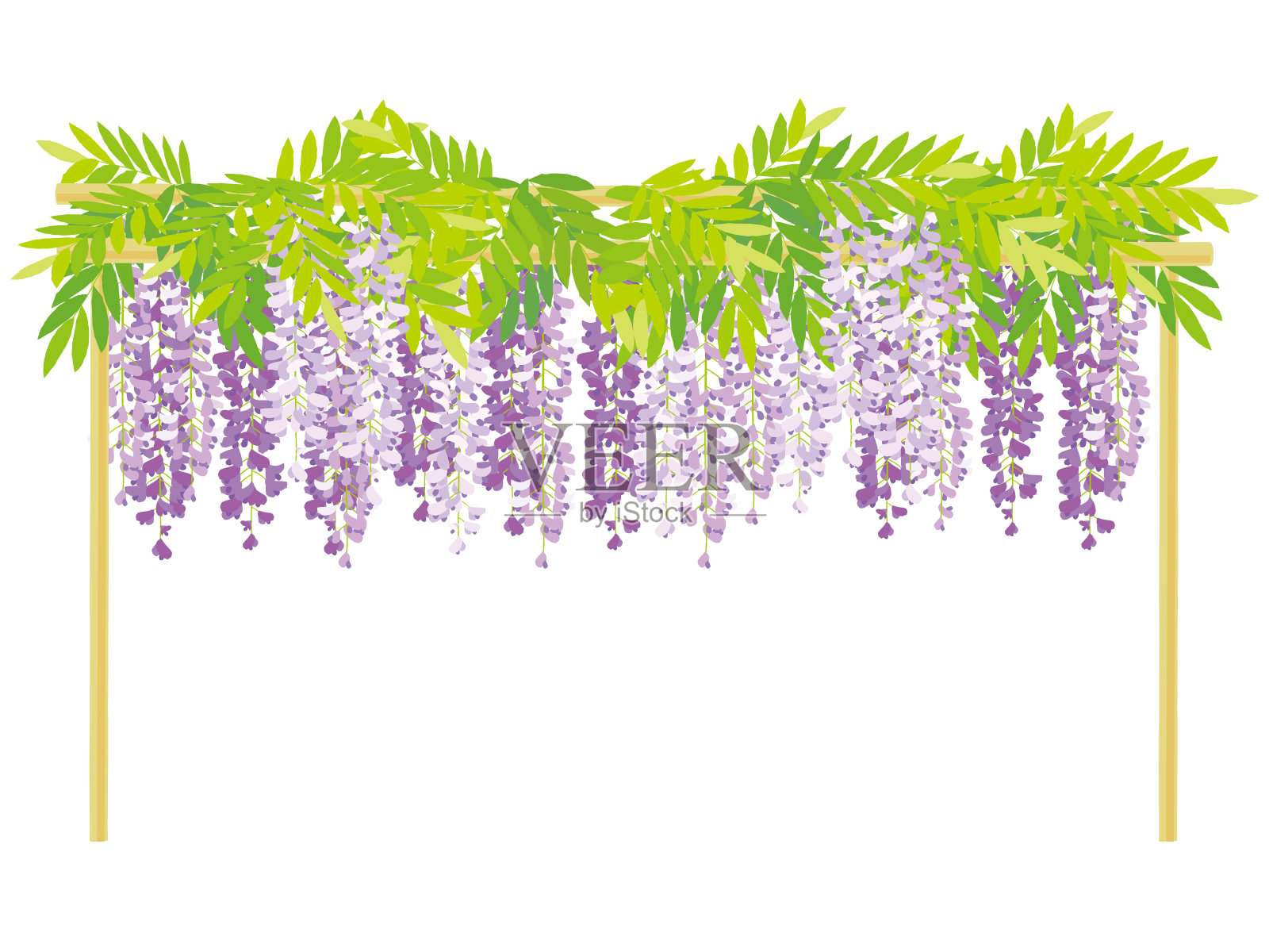 紫藤花藤的背景。插画图片素材