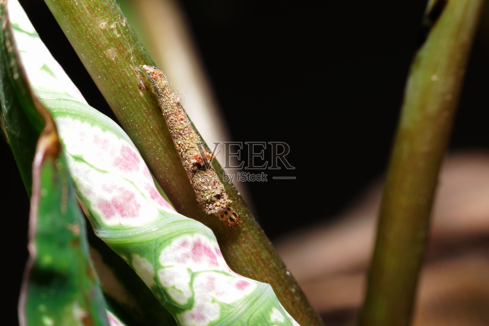 具有最佳建筑设计的Bagworm moth psychidae幼虫照片摄影图片