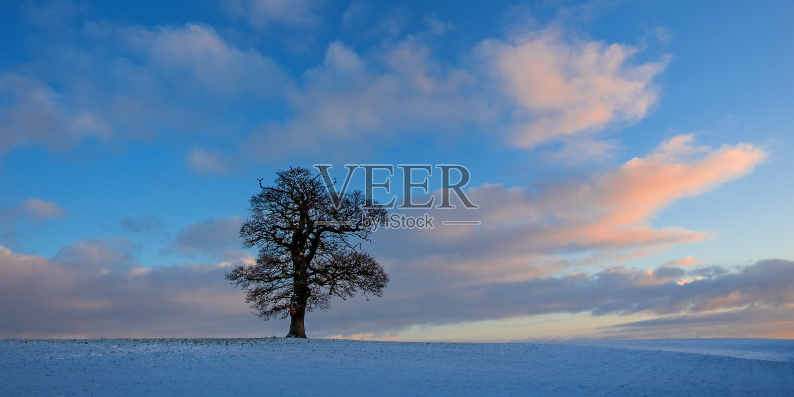 光秃秃的树在白雪皑皑的冬季景观照片摄影图片