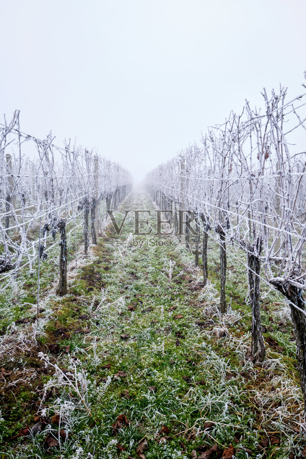 冬天的景色，一排排的葡萄园里有霜和雾照片摄影图片