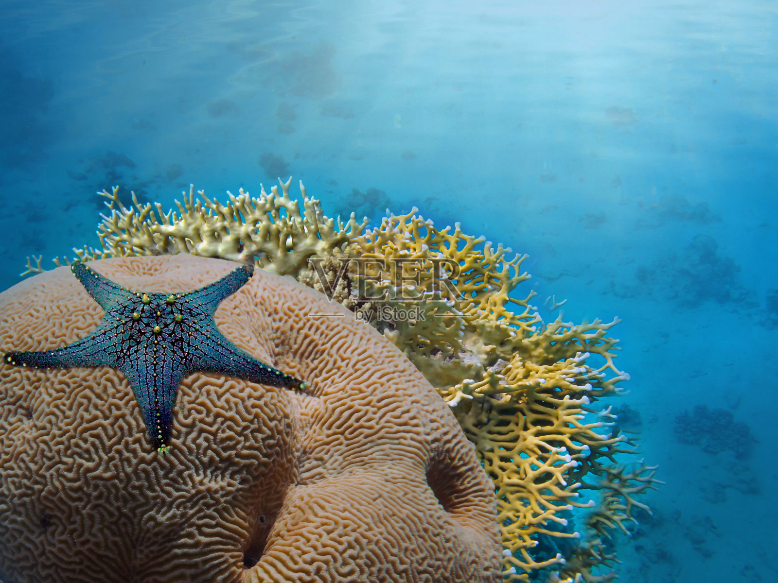 大堡礁水下的海星照片摄影图片