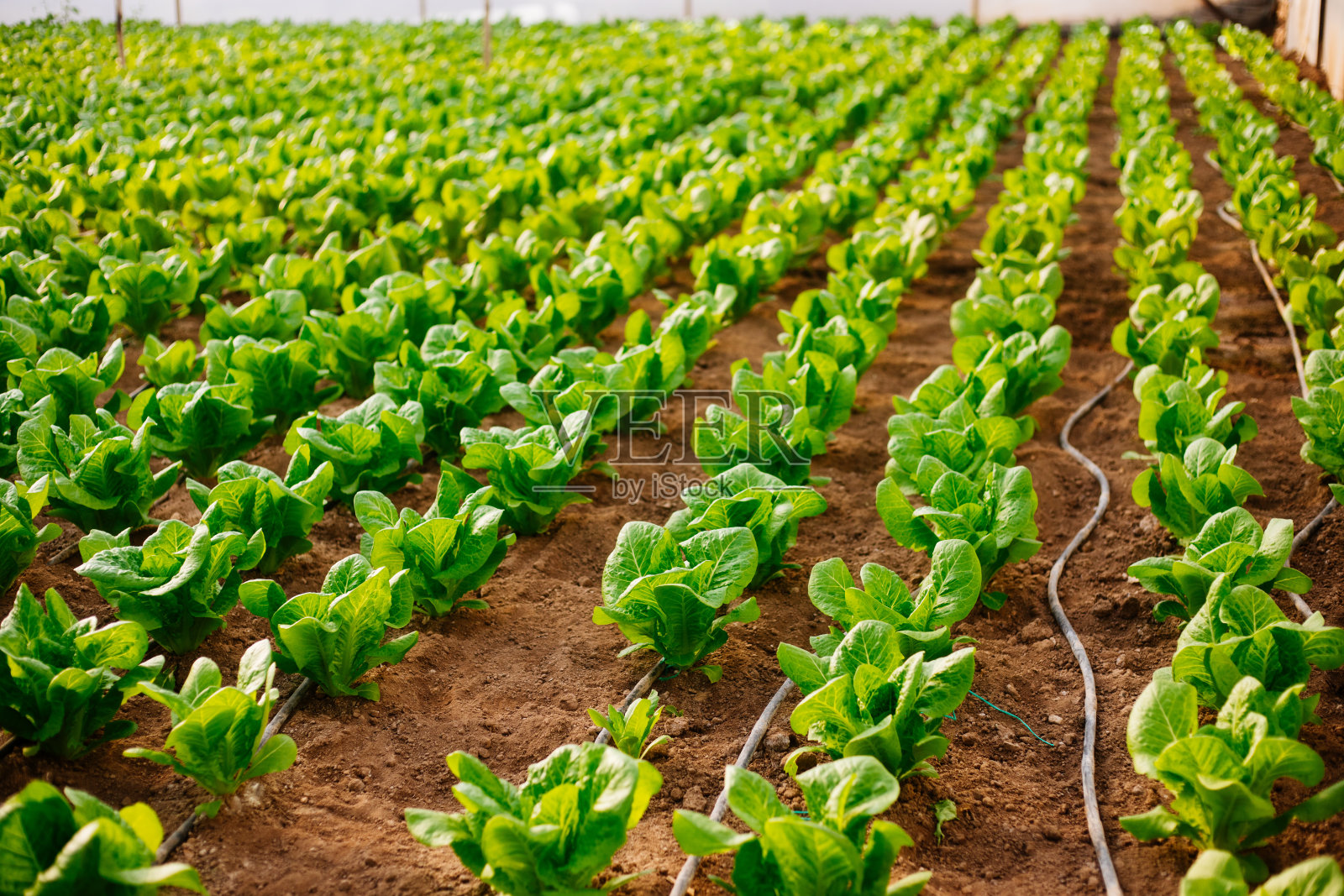 温室用于种植生菜照片摄影图片
