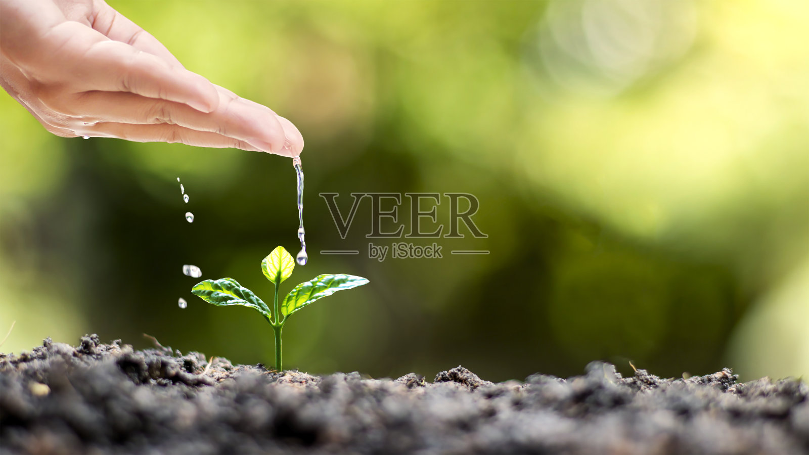 手浇植物生长在良好的土壤在自然，植物护理和树木生长的想法。照片摄影图片
